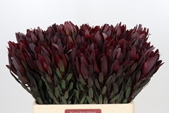 Leucadendron Safari Sunset 60cm