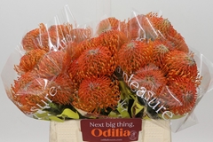 Leucospermum Ayoba Orange 40cm