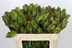 Leucadendron Laurel Yellow 70cm Spray