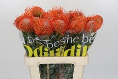 Leucospermum Ayoba Mandarin Zest 40cm