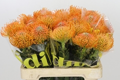 Leucospermum Ayoba Orange 60cm