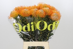 Leucospermum Ayoba Sun 70cm