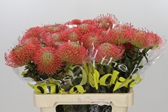 Leucospermum Ayoba Pink 60cm