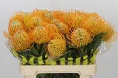 Leucospermum Jelena 60cm