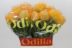 Leucospermum Jelena 50cm