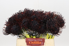Leucospermum Painted Black 40cm
