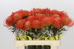 Leucospermum Succession 60cm