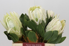 Protea Cynaroides Ayoba Arctic Ice 40cm