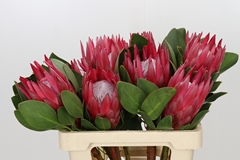 Protea Cynaroides Madiba 60cm