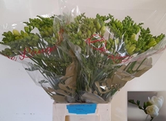 Freesia Double Essence 55cm 20gr.