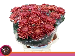 Chrysanth Single Bigoudi Copper 80cm 115gr.
