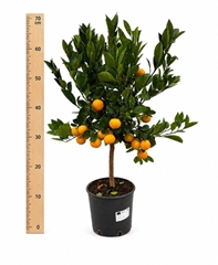 Citrus Microcarpa 21Ø 80cm