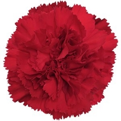 Dianthus Single Red 55cm