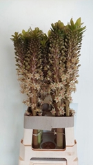 Eucomis Bronze 85cm