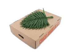 Chamaedorea Chico Leaf Per Bunch 45cm