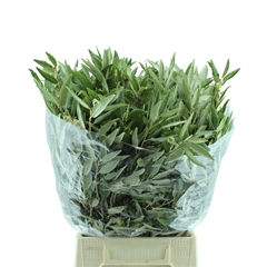 Quercus Stone Oak Per Bunch 50cm 400gr.