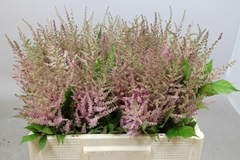 Astilbe Erika 60cm