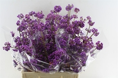 Callicarpa Bodinieri Profusion 65cm