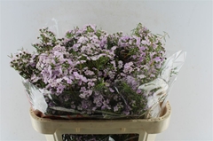 Chamelaucium Dancing Queen 70cm 90gr.