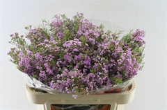 Chamelaucium Pirouette 70cm 70gr.