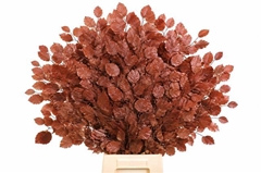 Fagus Bordeaux Per Bunch 75cm 150gr.
