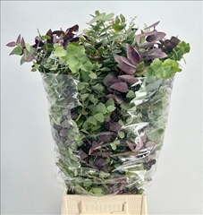 Eucalyptus Stuartiana Autunno Absorbed Per Bunch 75cm 200gr.