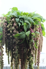 Amaranthus Caudatus Mira 75cm