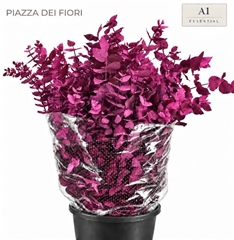 Eucalyptus Cinerea Painted Cerise Per Bunch 70cm 200gr.
