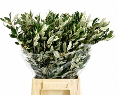 Quercus Ilex 65cm