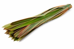Phormium Tenax Variegatum 100cm