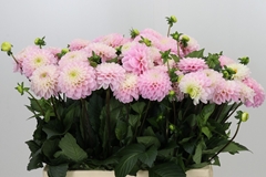 Dahlia Wizard Of Oz 60cm