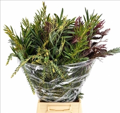 Acacia Mediterania Mix Per Bunch 70cm 200gr.