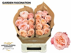 Rosa Fascination 50cm