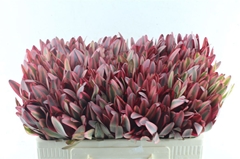 Leucadendron Jester 50cm
