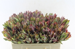 Leucadendron Senorita 50cm