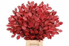 Fagus Cerise Per Bunch 75cm 150gr.
