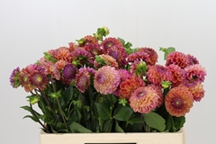 Dahlia Caitling Joy 55cm