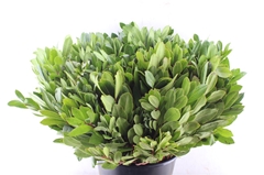 Arbutus Unedo 55cm