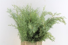 Cupressus Arizonica Glauca Per Bunch 55cm 200gr.