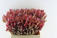 Leucadendron Jester 60cm