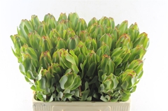 Leucadendron Laurel Yellow 60cm