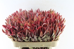Leucadendron Jester 70cm