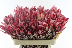 Leucadendron Jester 80cm