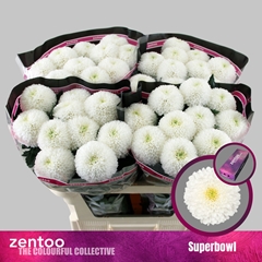 Chrysanth Single SuperBowl 70cm 80gr.