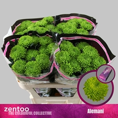 Chrysanth Single Alemani 70cm 100gr.