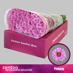 Chrysanht Spray Aaa Pinkpop 55cm 48gr.