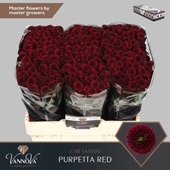 Chrysanth Santini Purpetta Red 55cm 48gr.