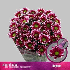 Chrysanth Spray Haydar 70cm 85gr.