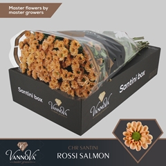 Chrysanth Santini Rossi Salmon 55cm 44gr.