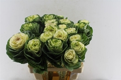 Brassica White Crane 60cm